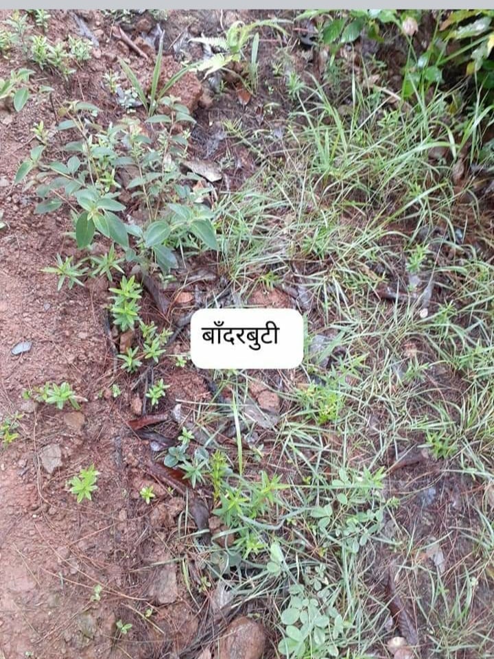 बाँदरबुटी र मर्कटाचल पर्वत (भुकण्डे डाँडा)