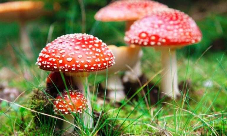 च्याउ : खान योग्य र अयोग्य – यसरी चिन्नुहोस् ।