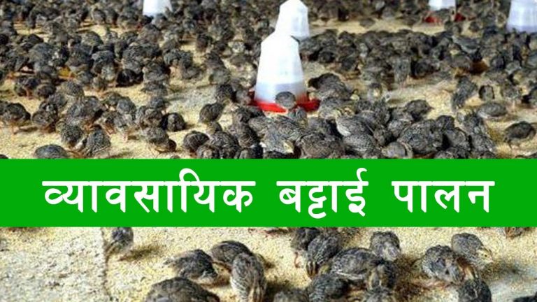 फस्टाउँदो व्यवसाय, बट्टाइ पालन