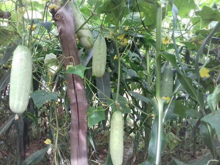 माैसमी तथा बेमाैसमी काँक्रो खेती