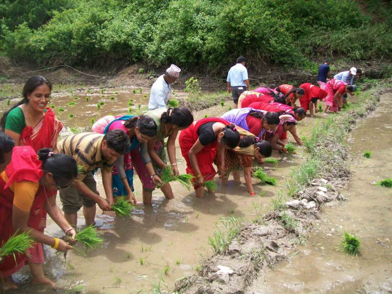 नेपालमा धान खेती बारे जानकारी