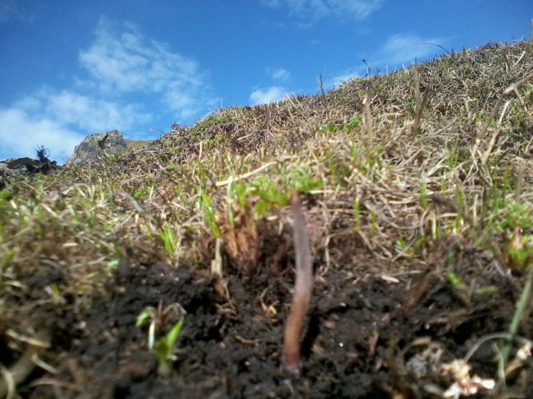 मनाङमा यार्सा टिप्न गएका ७५ जना तीन दिनदेखि अलपत्र