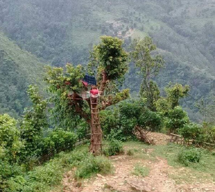 खोटाङका एक युवाले अनलाइन पढ्नकै लागि बनाए रूखको टुप्पोमा टाँडी