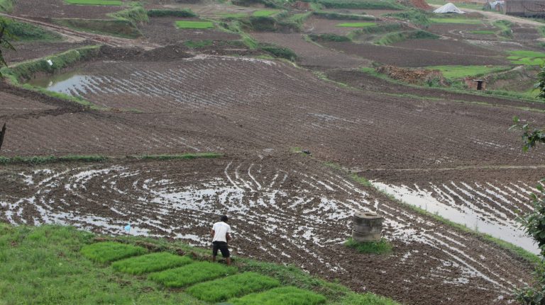 यस वर्ष १४ लाख ३१ हजार हेक्टर खेतमा रोपाइँ